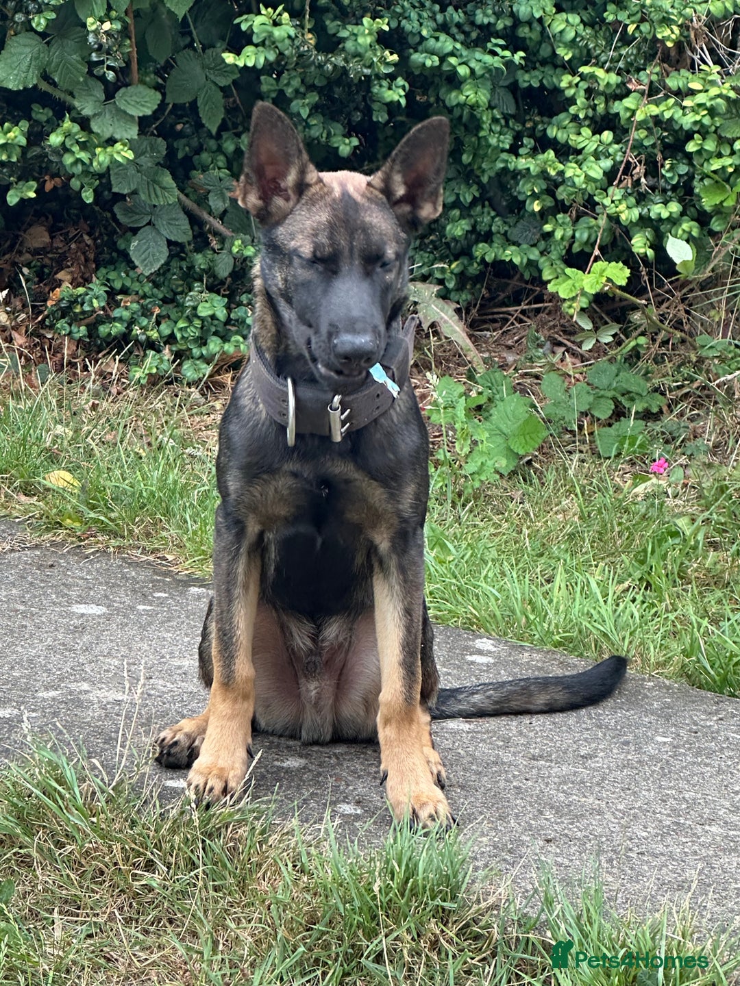Belgian Shepherd Dog dogs for sale: Working Dutch herder puppy  - Image 3