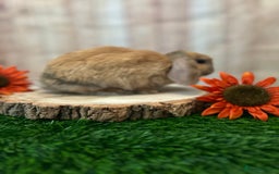 Mini Lop rabbits for sale: Gorgeous mini lops - orange litter - Image 6