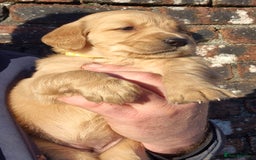 Golden Retriever dogs for sale: KC GOLDEN RETRIEVER PUPPIES, HEALTH SCORED PARENTS - Advert 18