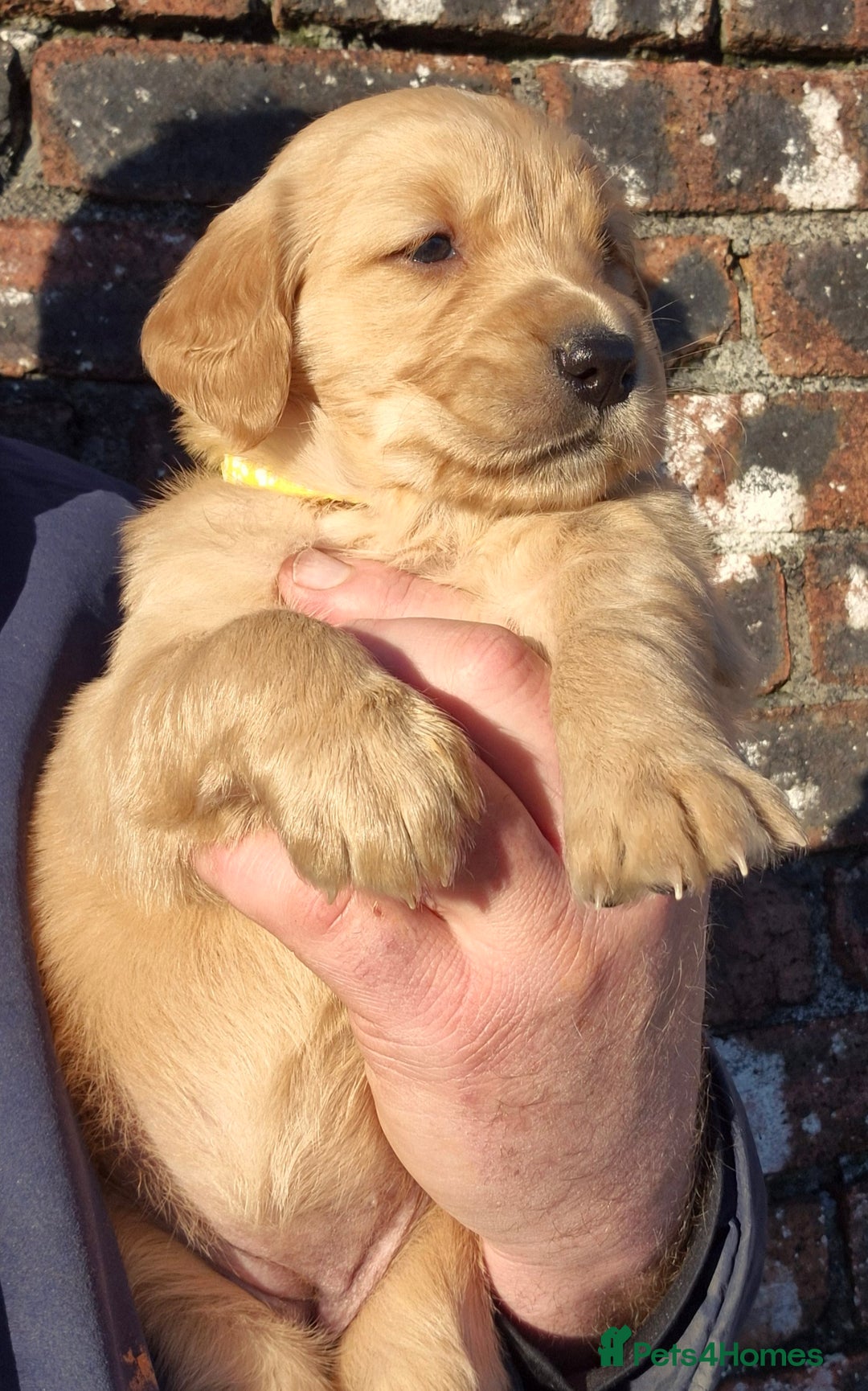 Golden Retriever dogs for sale: KC GOLDEN RETRIEVER PUPPIES, HEALTH SCORED PARENTS - Advert 18