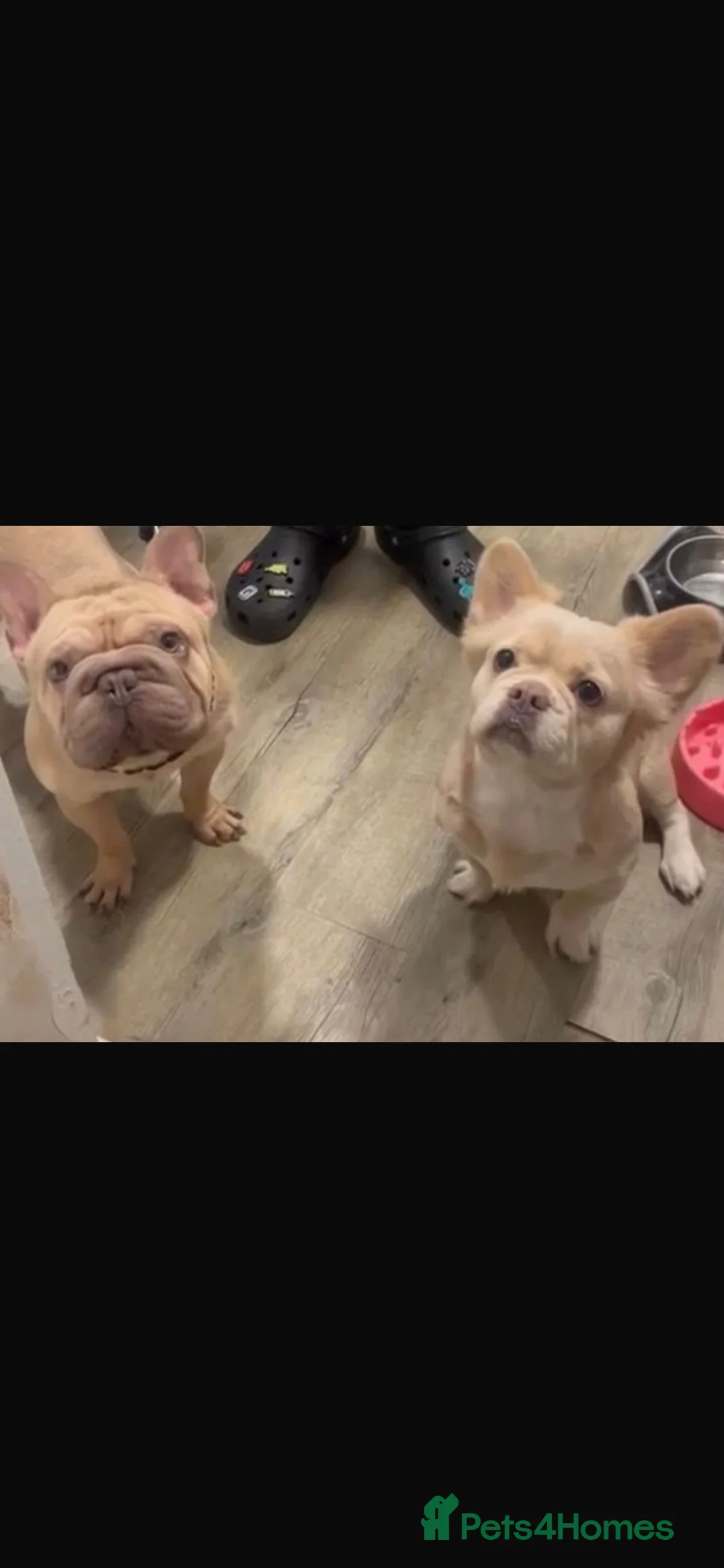 French Bulldog dogs for sale: French bulldog female and male available  in Willenhall - Advert 8