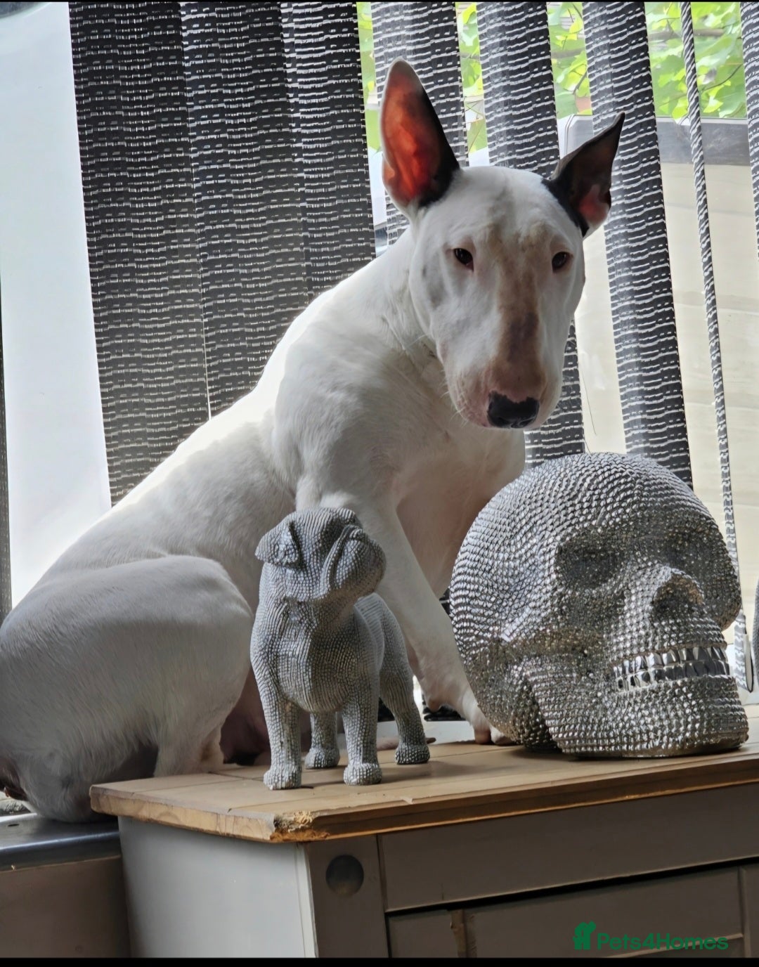 English Bull Terrier dogs for sale: Beautiful Betty  - Advert 8