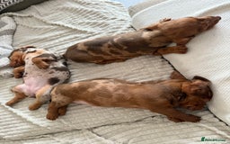 Mixed Breed dogs for sale: Beautiful chilled 3/4 Dacshund puppy - Image 4
