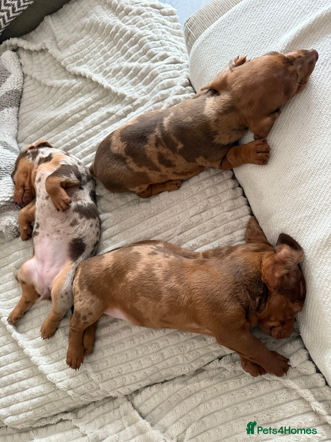 Mixed Breed dogs for sale: Beautiful chilled 3/4 Dacshund puppy - Image 4