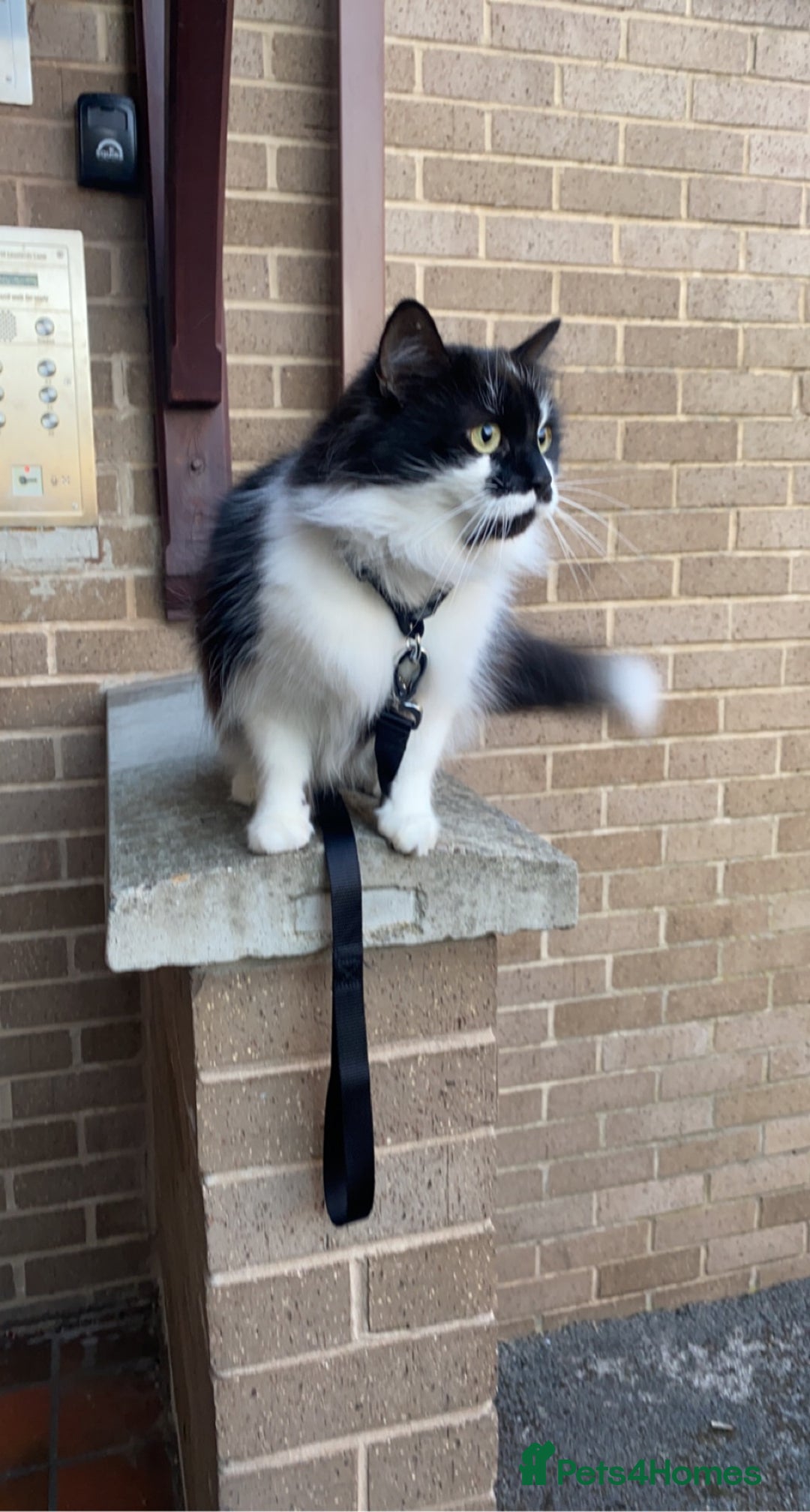 British Longhair cats for sale: Meet Tinca - Image 9