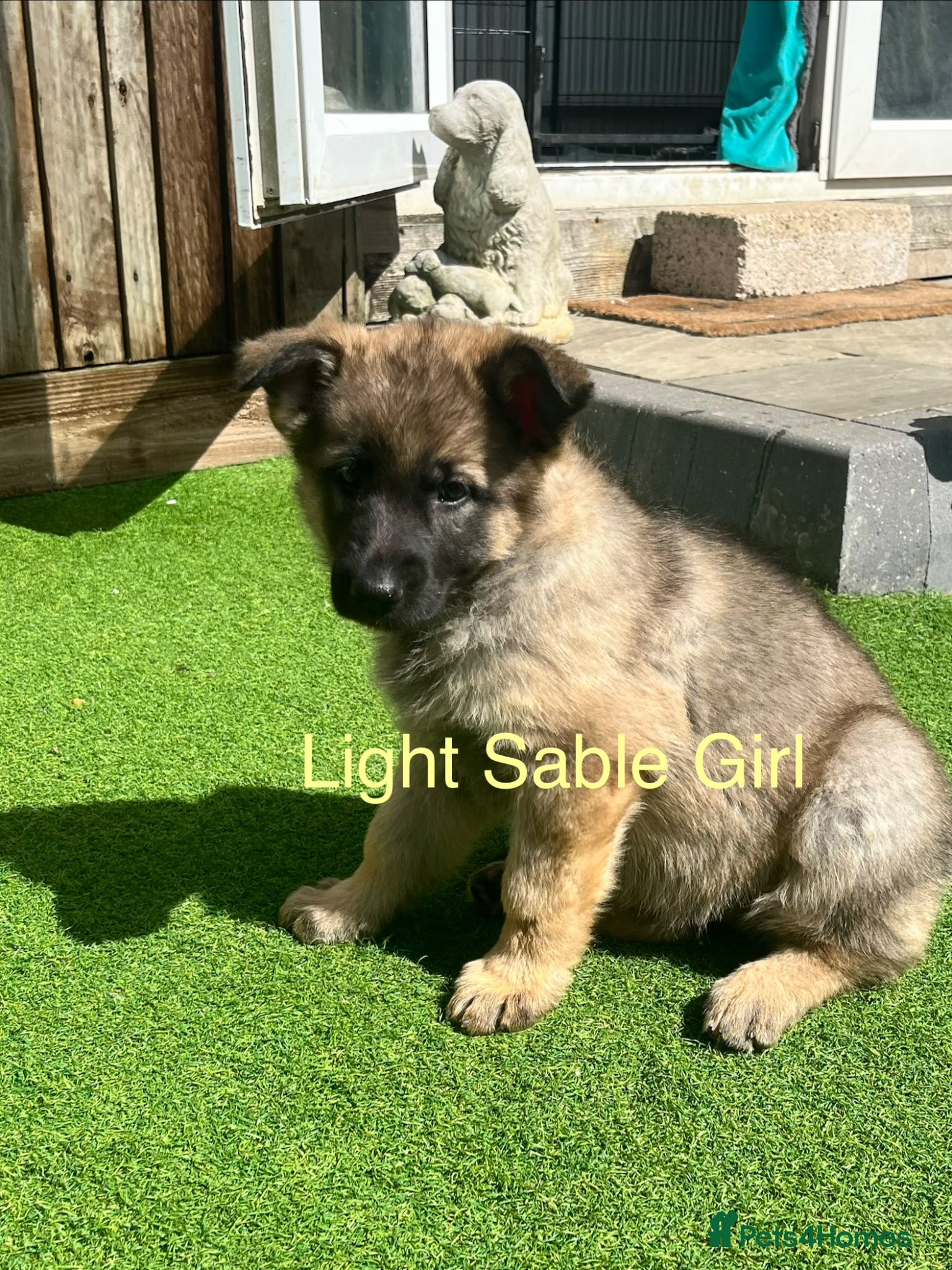 German Shepherd dogs Gorgeous German Shepherd puppies, 8 wks 17th May❤️ - Advert 16