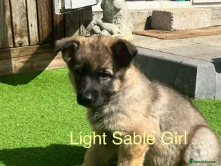 German Shepherd dogs Gorgeous German Shepherd puppies, 8 wks 17th May❤️ - Advert 17