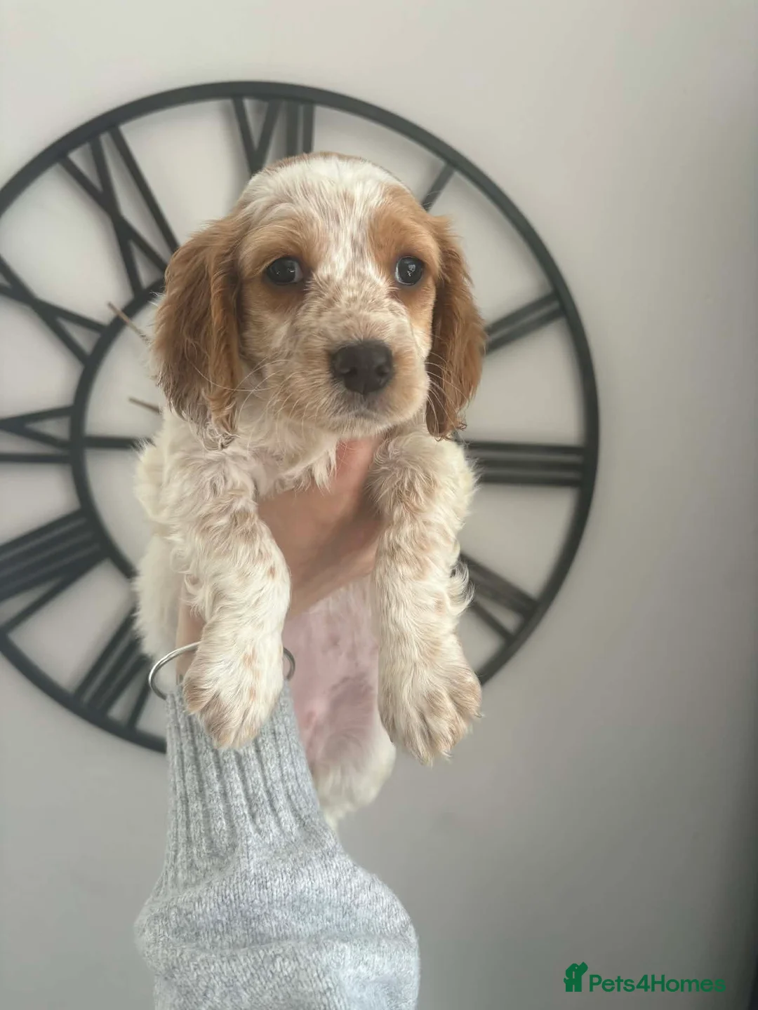 Sprocker dogs for sale: Female sprocker 💖 - Advert 1