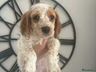 Sprocker dogs Female sprocker 💖 - Advert 3