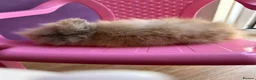 Lionhead rabbits for sale: Lionhead Baby Bunies  - Advert 6