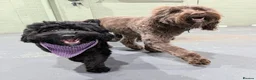 Australian Labradoodle dogs for stud: Douglas MacDoodle - Stud - Advert 11