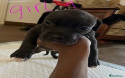 Mixed Breed dogs for sale: Cane corso x staff puppies  - Image 18