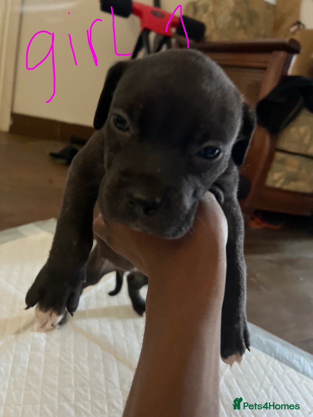Mixed Breed dogs for sale: Cane corso x staff puppies  - Image 18