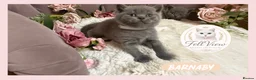 British Shorthair cats for sale: GCCF Pedigree British shorthair kittens  - Advert 12