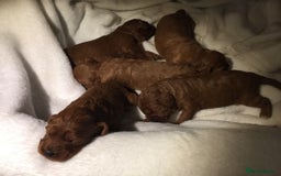 Miniature Poodle dogs for stud: Extensively Health Tested Deep Red Mini Poodle in Mansfield - Image 32