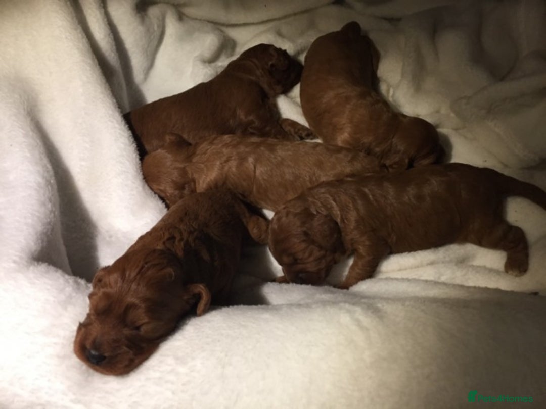 Miniature Poodle dogs for stud: Extensively Health Tested Deep Red Mini Poodle in Mansfield - Image 32