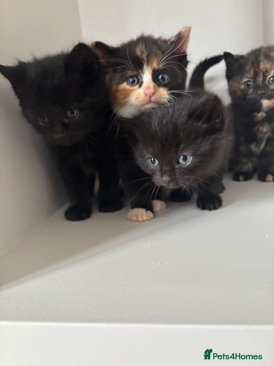 Ragdoll cats for sale: Kittens  - Advert 4