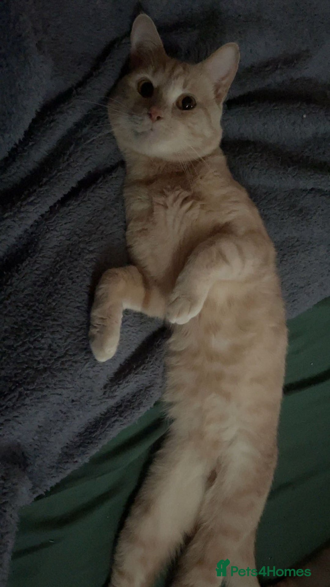 Mixed Breed cats for sale: Simba - Advert 5