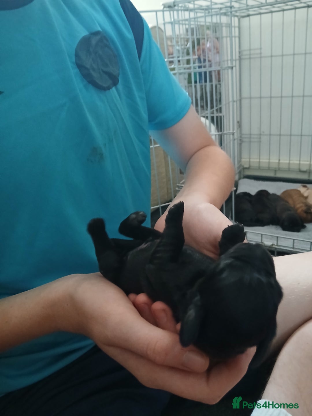 Mixed Breed dogs for sale: 2 pups left  - Advert 23