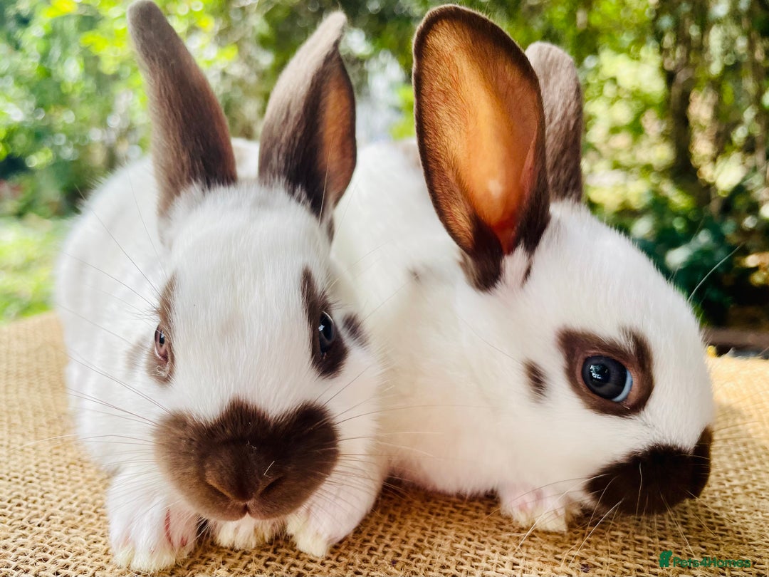 English Spot rabbits for sale: English Spot Rabbits - Advert 11