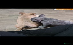French Bulldog dogs for sale: Beautiful brindle french-bulldog girl left!  - Image 21