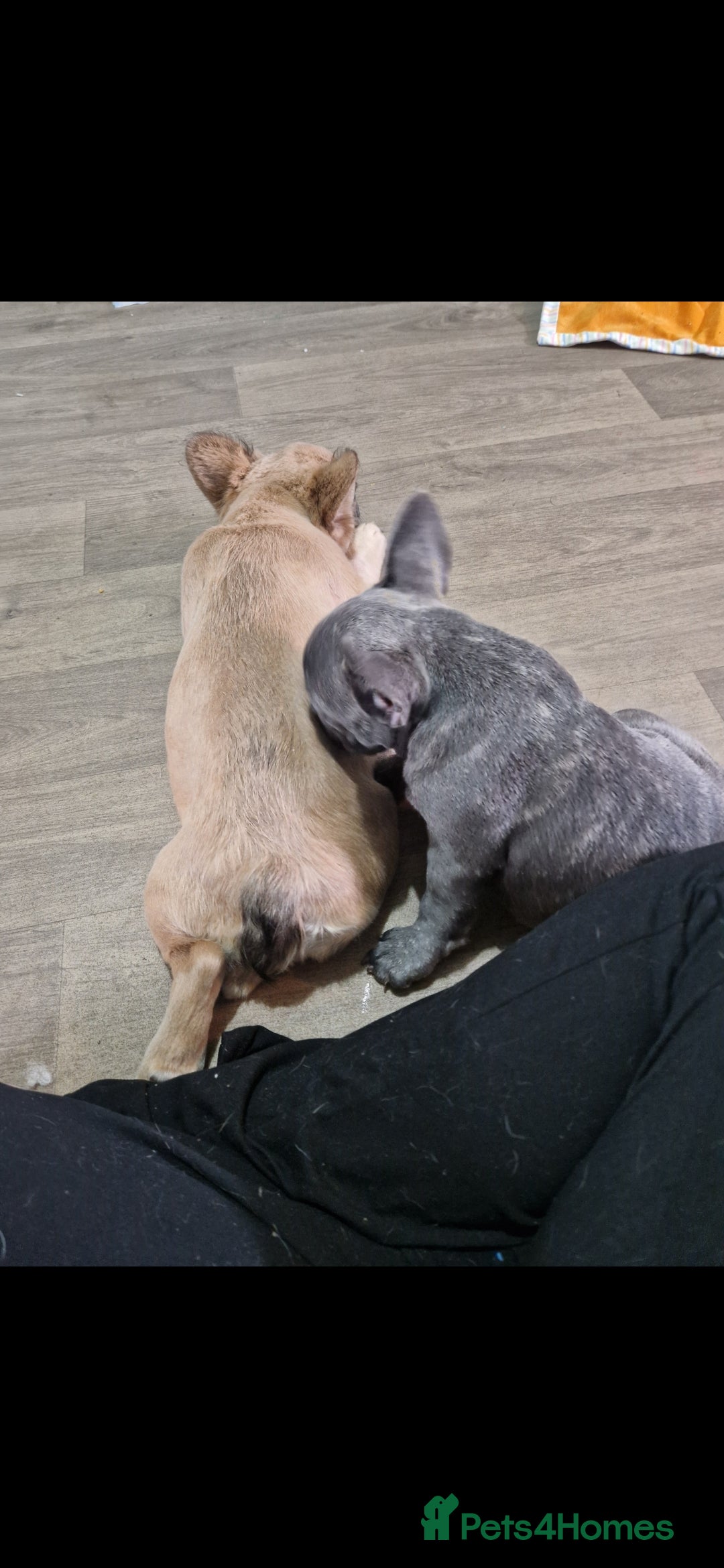 French Bulldog dogs for sale: Beautiful brindle french-bulldog girl left!  - Image 21
