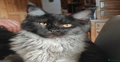 Maine Coon cats - Advert 2