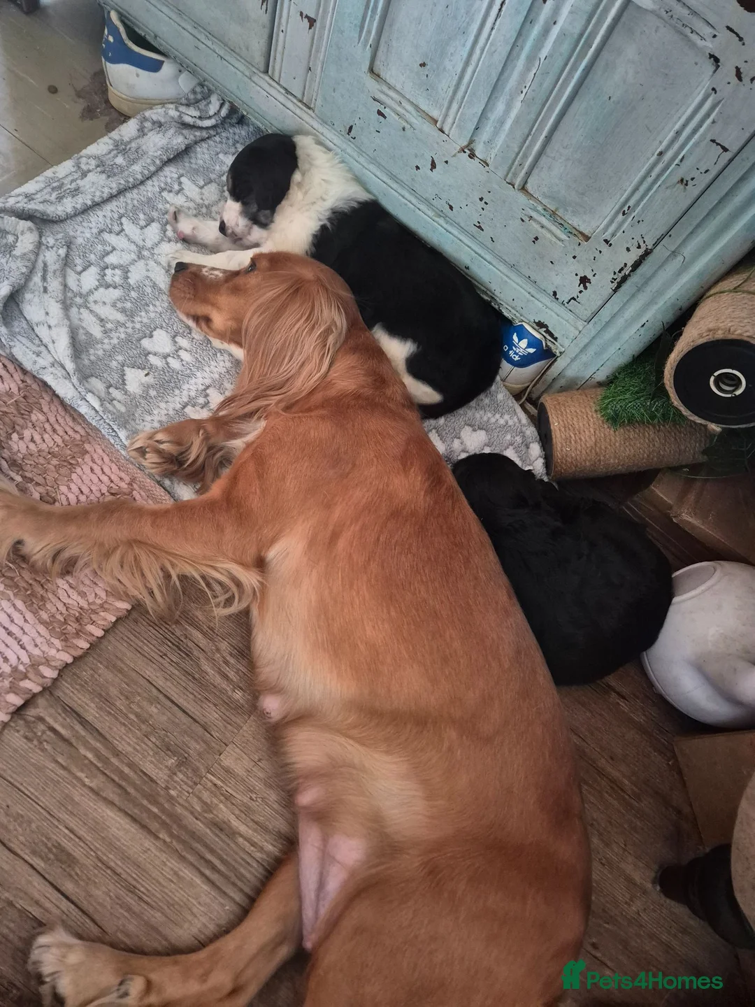 Mixed Breed dogs for sale: X2 Very cute Working cocker x Border Collie pups  in Deal - Advert 2