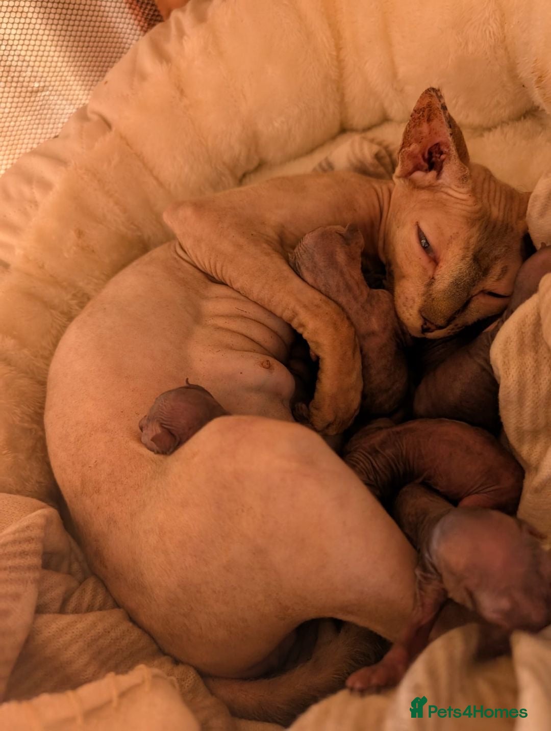 Sphynx cats for sale: Sphyx  - Image 7