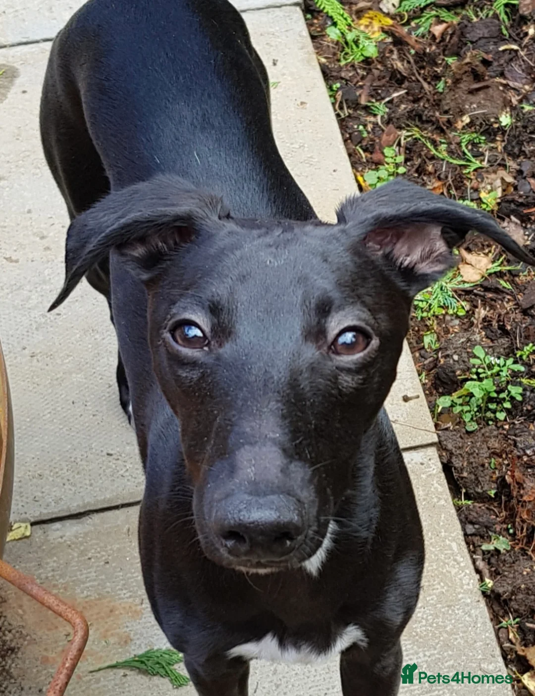 Whippet dogs for stud: Eidynrock Sangoma with Silkspun ,Sportingbred.X in Glasgow - Advert 26