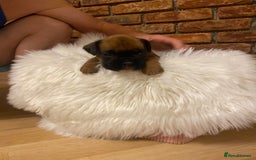 Boxer dogs for sale: 27 Champion bloodline boxers due 14th October  - Image 23