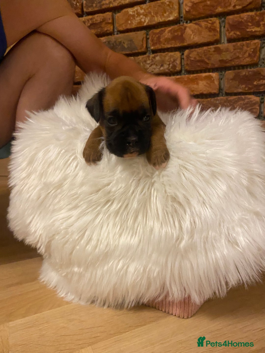 Boxer dogs for sale: 27 Champion bloodline boxers due 14th October  - Image 23