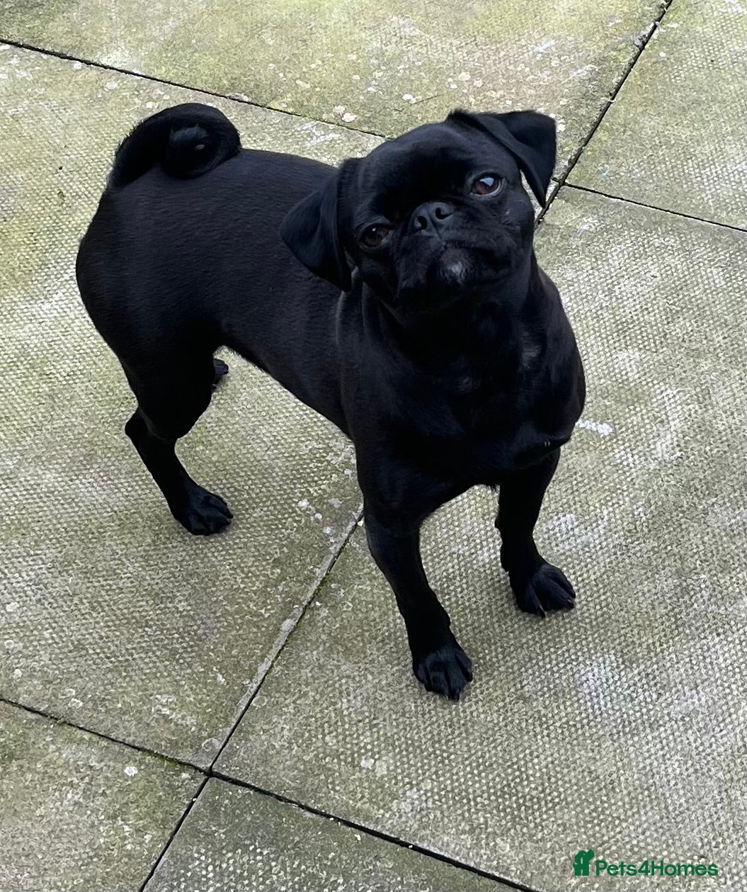 Pug dogs Beautiful pug female  - Advert 4