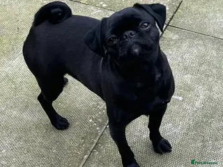 Pug dogs Beautiful pug female - Advert 4