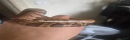 Rat Snake reptiles for sale: False water cobra - Advert 4