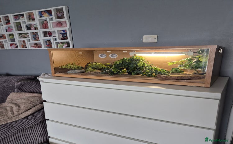 Leopard Gecko reptiles - Advert 1