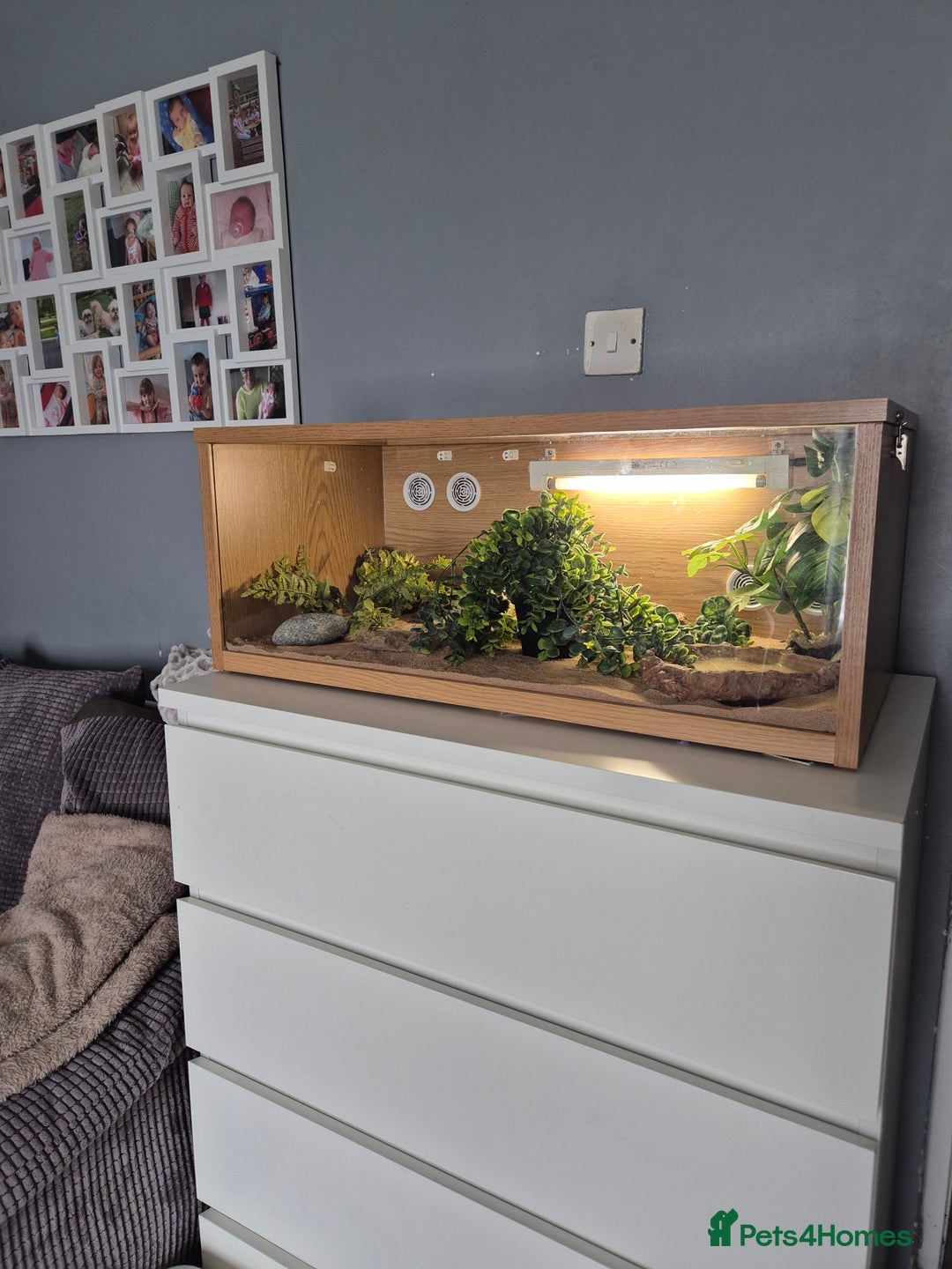 Leopard Gecko reptiles for sale: Tank included 3 female leopard geckos - Image 1