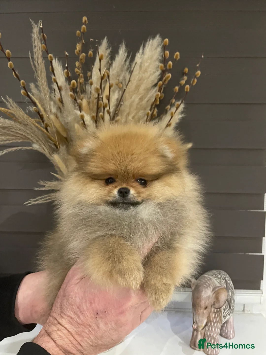 Pomeranian dogs for sale: KC Mini Pomerania  in Bristol - Advert 11