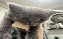 British Shorthair cats for sale: Blue British short haired kittens - Image 5