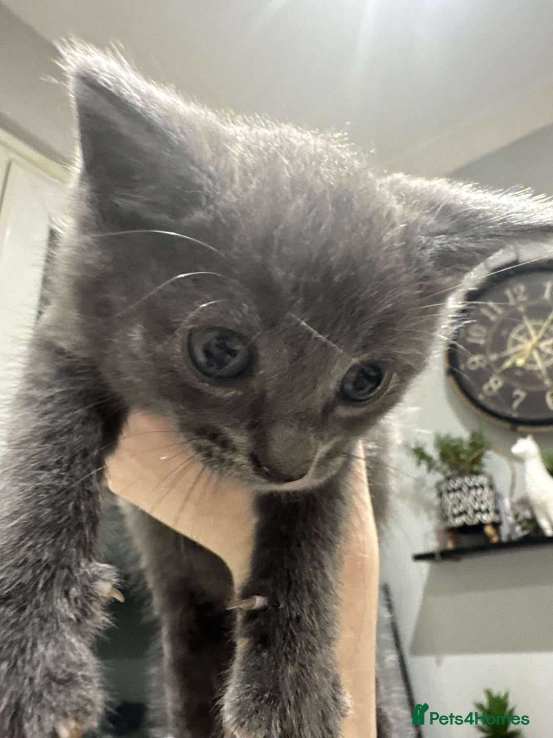 British Shorthair cats for sale: Blue British short haired kittens - Image 5