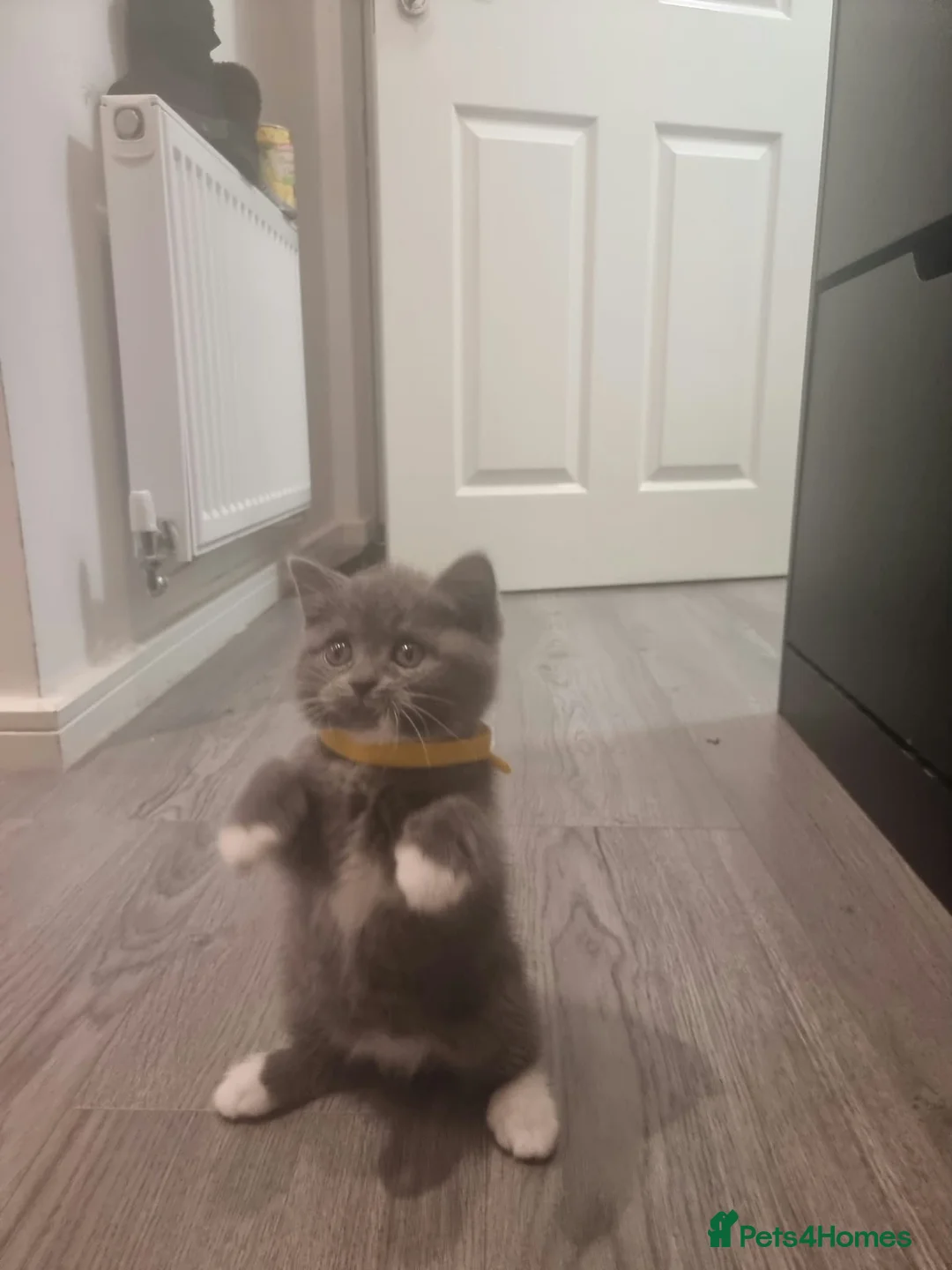 British Shorthair cats for sale: Bsh kittens  in Blackburn - Advert 2