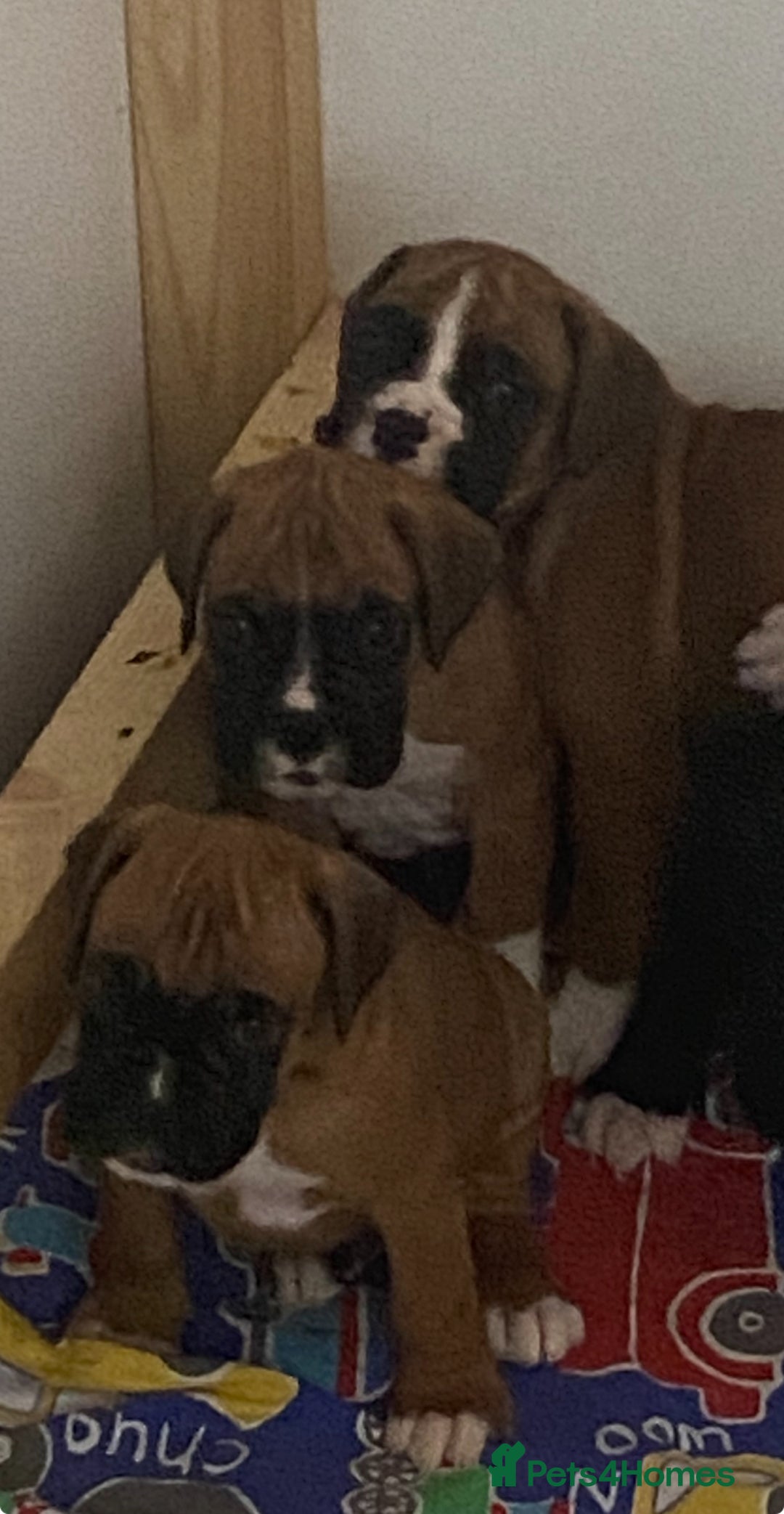 Boxer dogs for sale: Kc Boxer puppy’s bobtail and long licensed breeder - Image 35