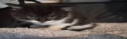 Mixed Breed cats for sale: Gorgeous mixed Breed kittens  - Advert 18