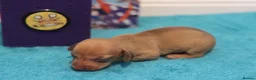 Miniature Dachshund dogs for sale: 4 Miniature Dachshund Pups Red Dapple - Shaded Red - Advert 19