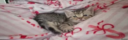Maine Coon cats for sale: Half maincoone kittens - Advert 14