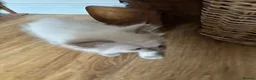 Ragdoll cats for sale: Beautiful Pure Ragdoll kittens - Advert 23