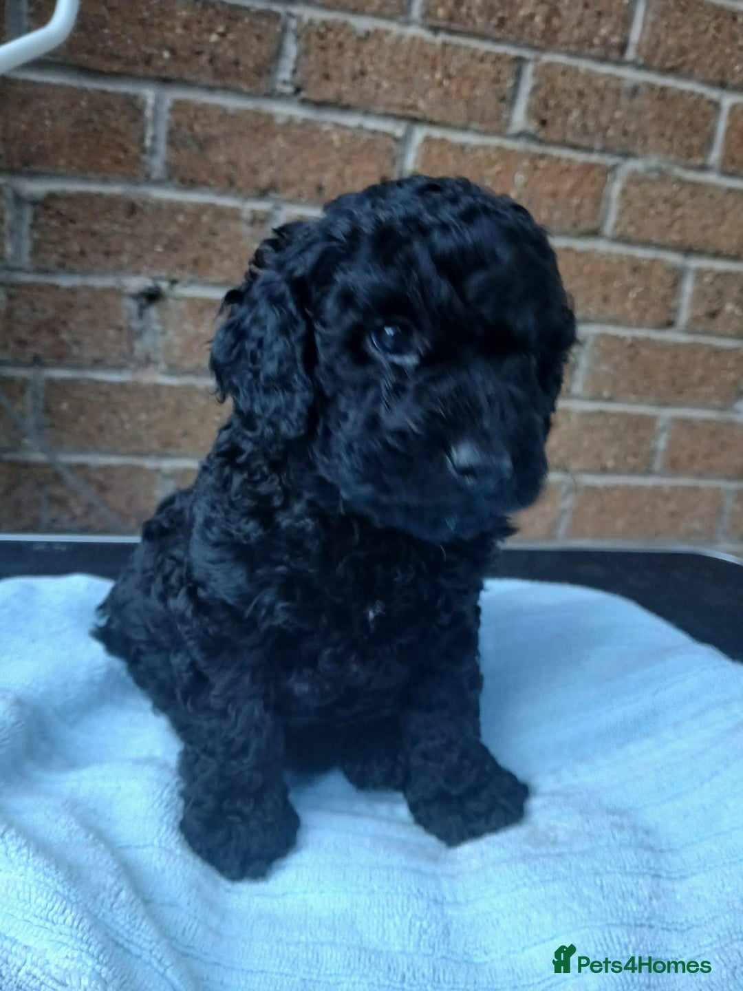 Cockapoo dogs for sale: READY NOW 5* F2B Merle Cockapoos - Image 7