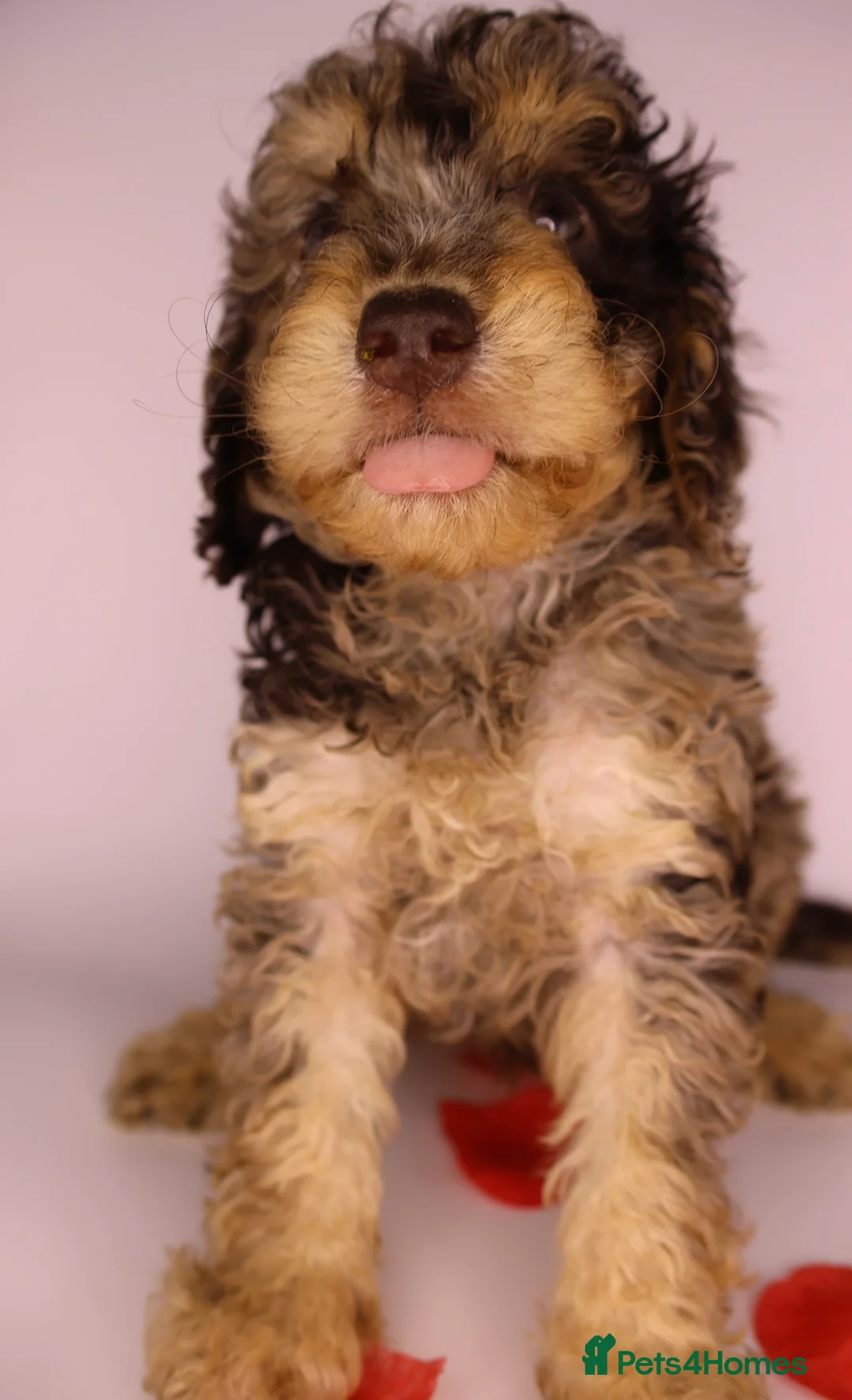 Cockapoo dogs for sale: Cute Miniature Cockapoo Babies - Advert 1