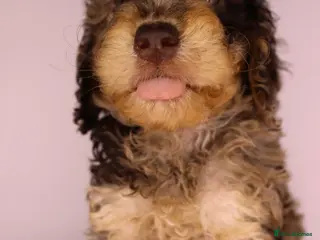 Cockapoo dogs Cute Miniature Cockapoo Babies - Advert 2