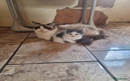 Ragdoll cats for sale: 6 Ragdoll x kittens, available now - Image 7